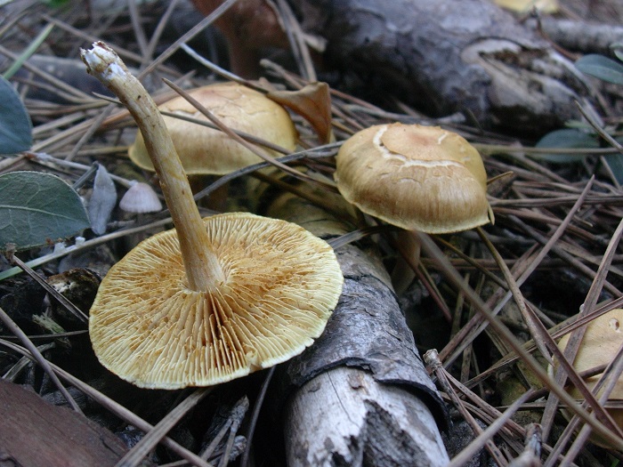 873 Dicembre vecchio ritrovamento